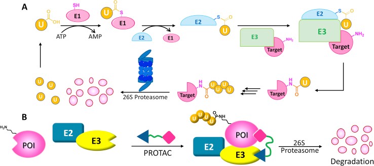 The UPS and PROTAC technologies.