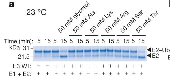 E3-triggered repeated discharge reactions with various amino acids.