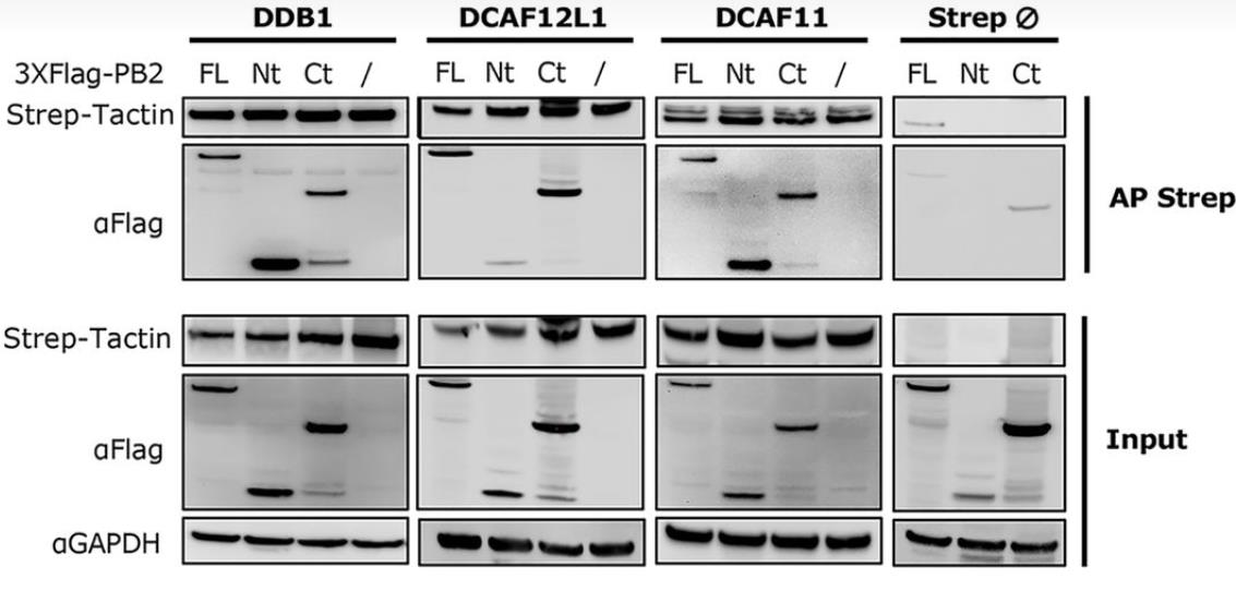 WB analysis of PB2 with the CRL4 factors.