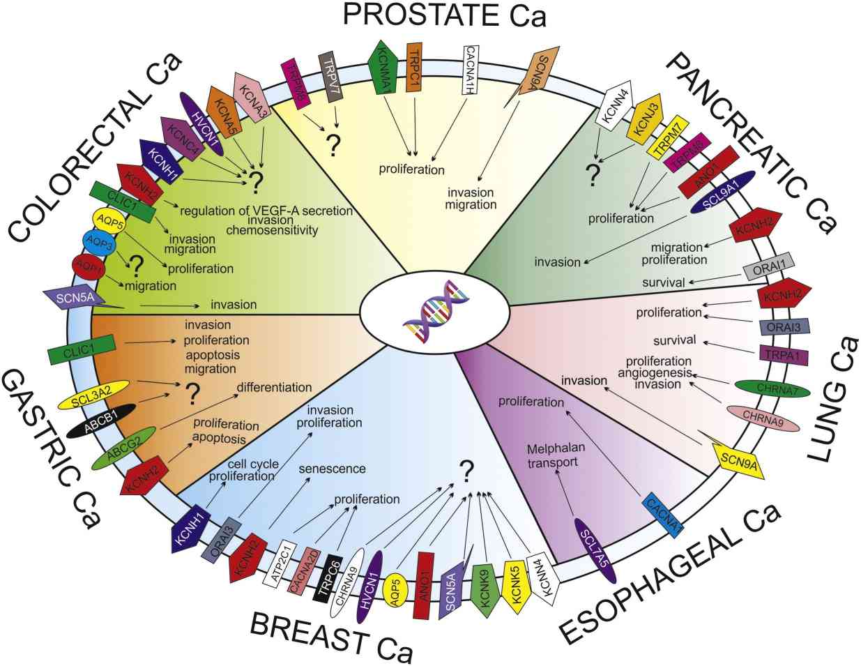 The characterization and function of ICT in solid tumors.