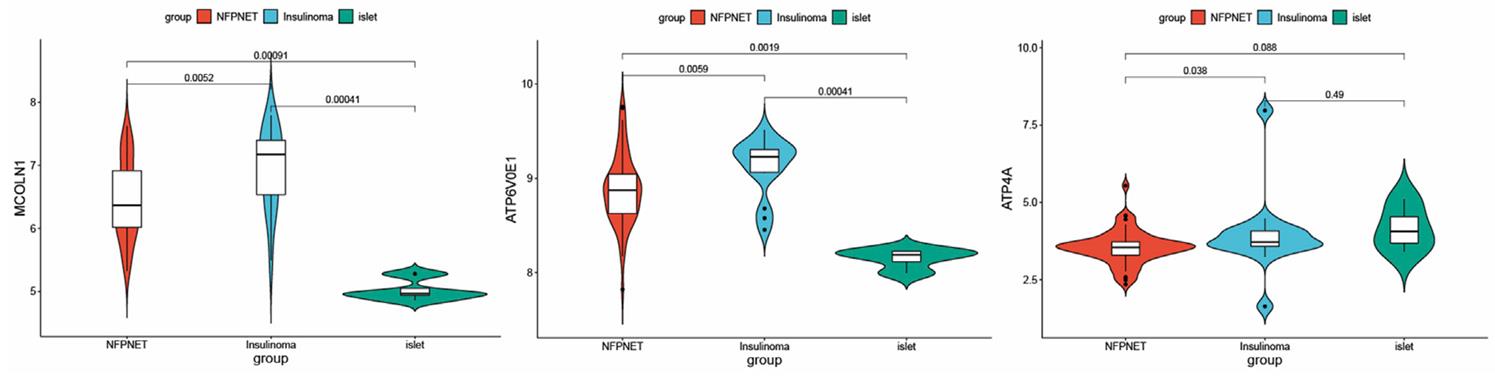 mRNA expression of three key genes.