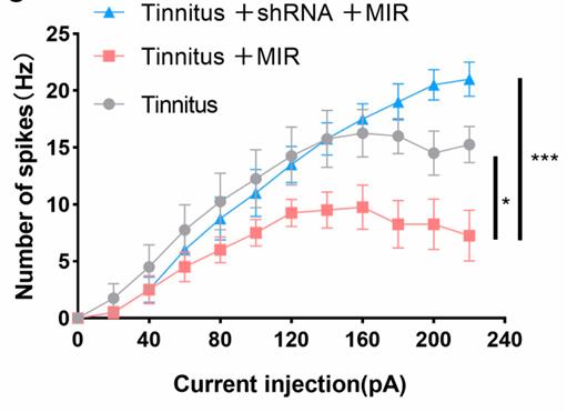 Patch-clamp recording for active properties of excitatory neurons in three groups.