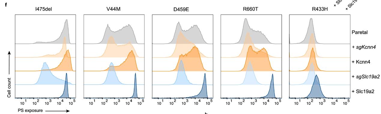 PS exposure assay of the complex of Tmem63b and Slc19a2 or Kcnn4.