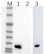 Result of protein expression.