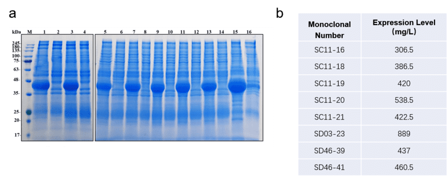 Eight high-expressing clones identification.