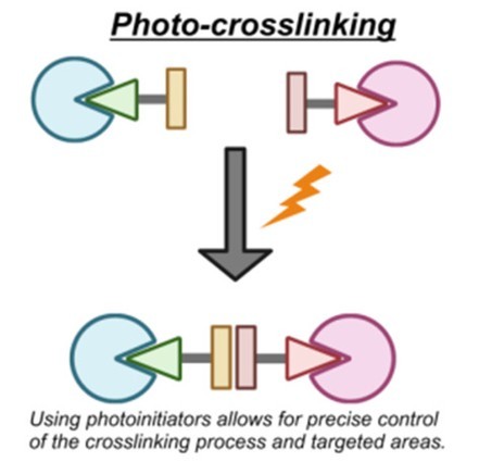 Photocrosslinking illustration, Gan et al., 2024