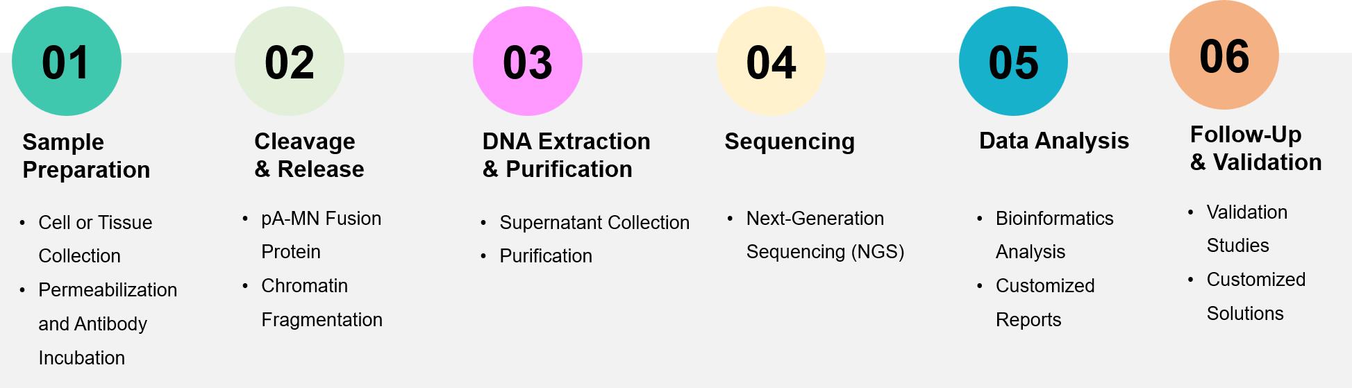 CUT&RUN-Sequencing Service Procedure.