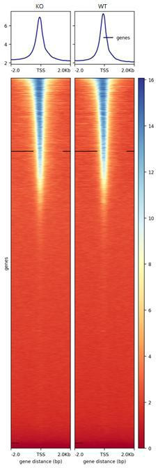 The result of motif analysis.