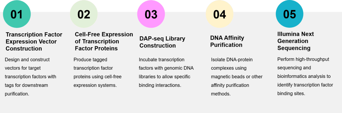 Introduction to DAP-seq.