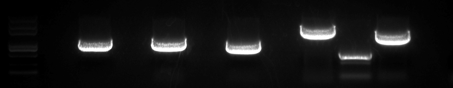 Target CDS Sequence Amplification.