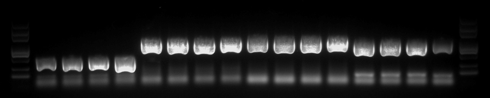 Protein Expression Vector Construction.