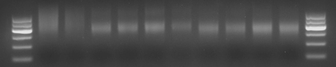 Affinity Purification of Proteins and Libraries.