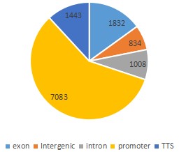 Peak Distribution in Genome Functional Regions.