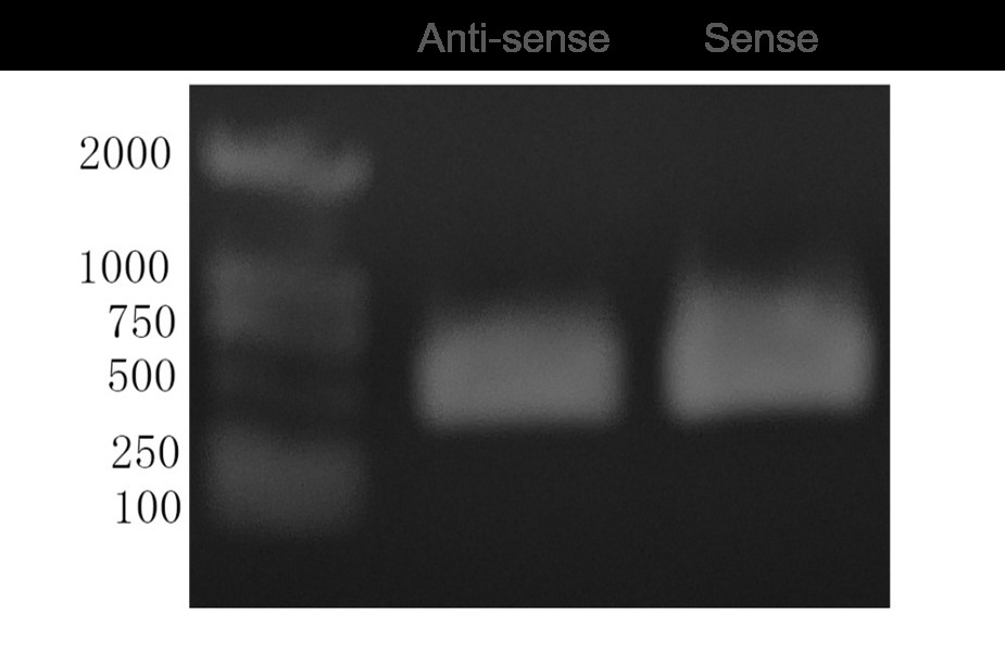 Gel electrophoresis results displaying amplified DNA fragments.