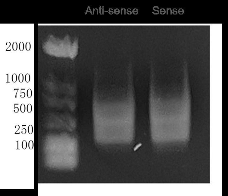 Agarose Gel Electrophoresis of in vitro Transcription.