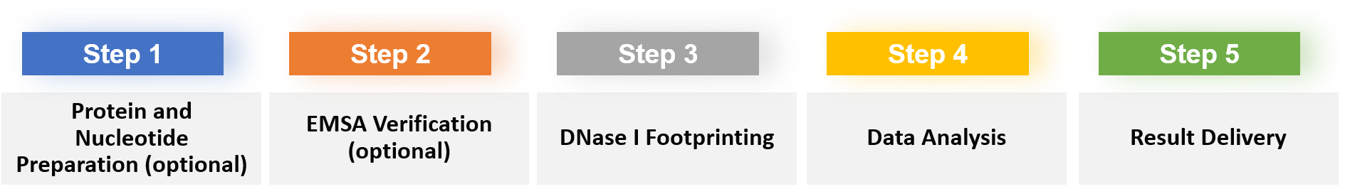 DNase I Footprinting Assay Overview.