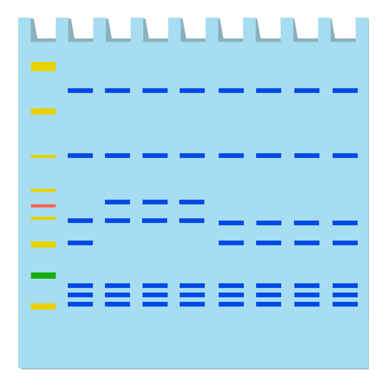 Procedure of DNase I Footprinting Assay Service.