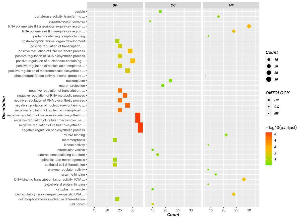 Result of GO enrichment analysis.