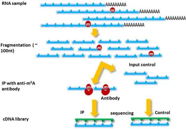 Illustration of MeRIP-seq technology.