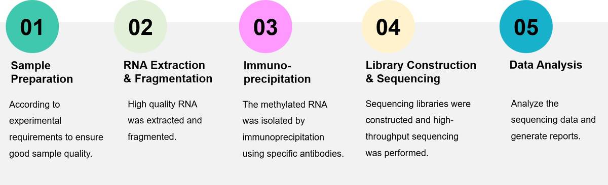 Procedure of MeRIP-Seq Service.