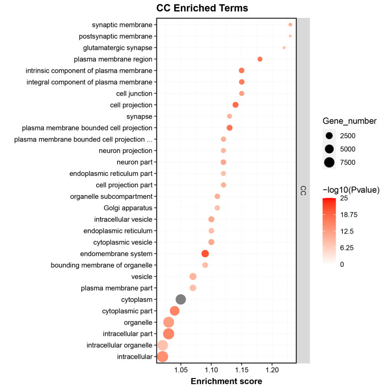 GO Enrichment Analysis of CC Enriched Terms.