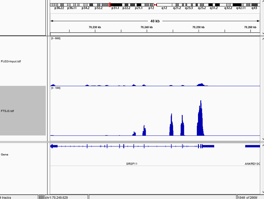 Visualization of CHIRP-Seq Result.