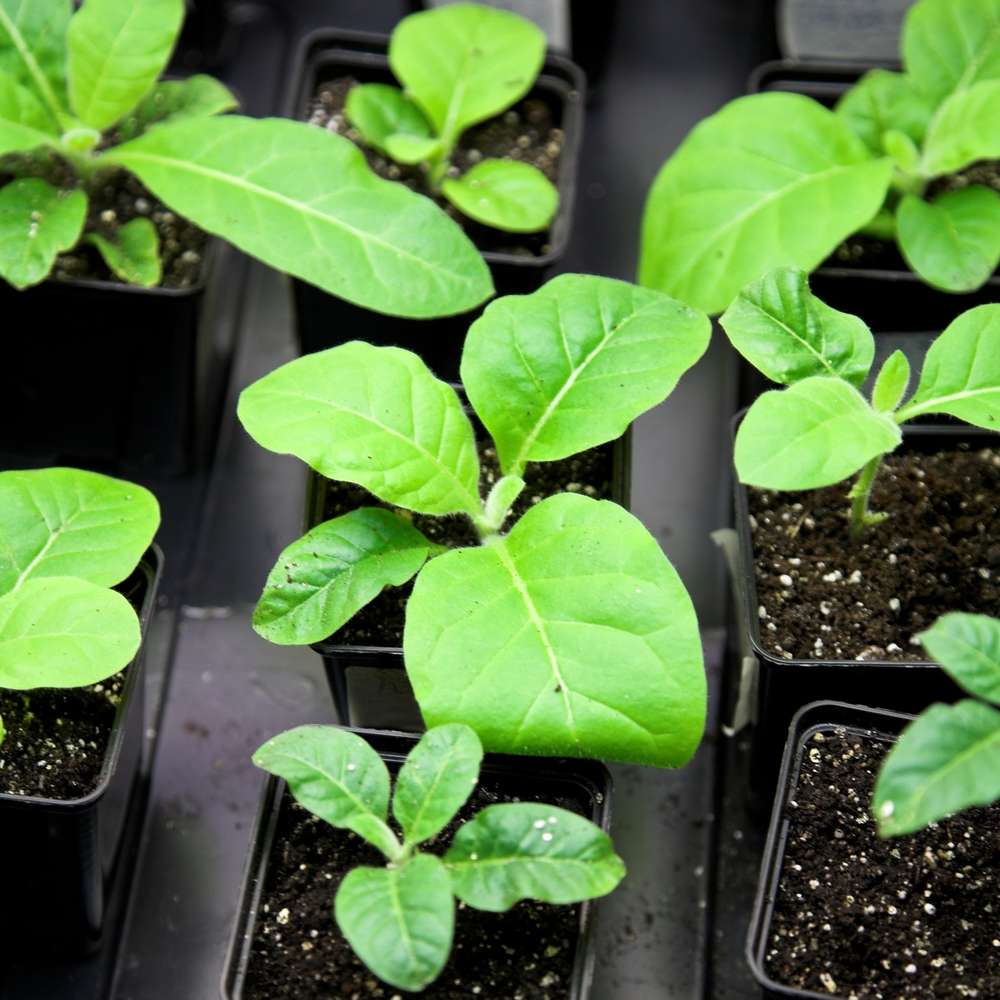 Nicotiana tabacum expression system