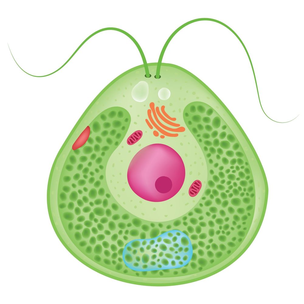 Microalgae expression system