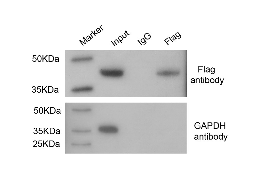 Procedure of Co-Immunoprecipitation (Co-IP).