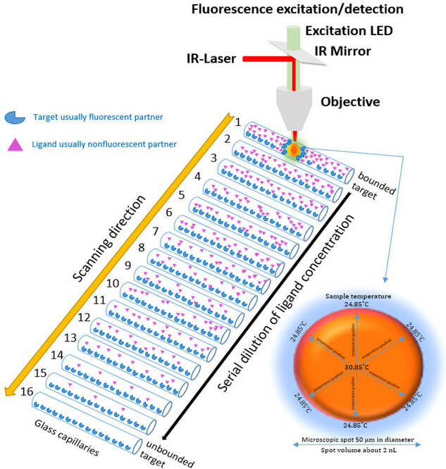 Illustation of Microscale Thermophoresis (MST).