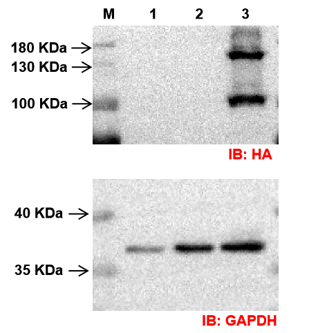 Western Blot analysis of stable strains.