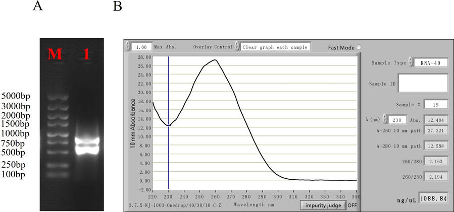 RNA Has Good Quality and No Degradation.