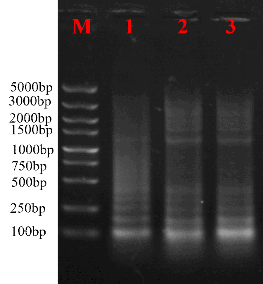 Result of ds cDNA Synthesis.