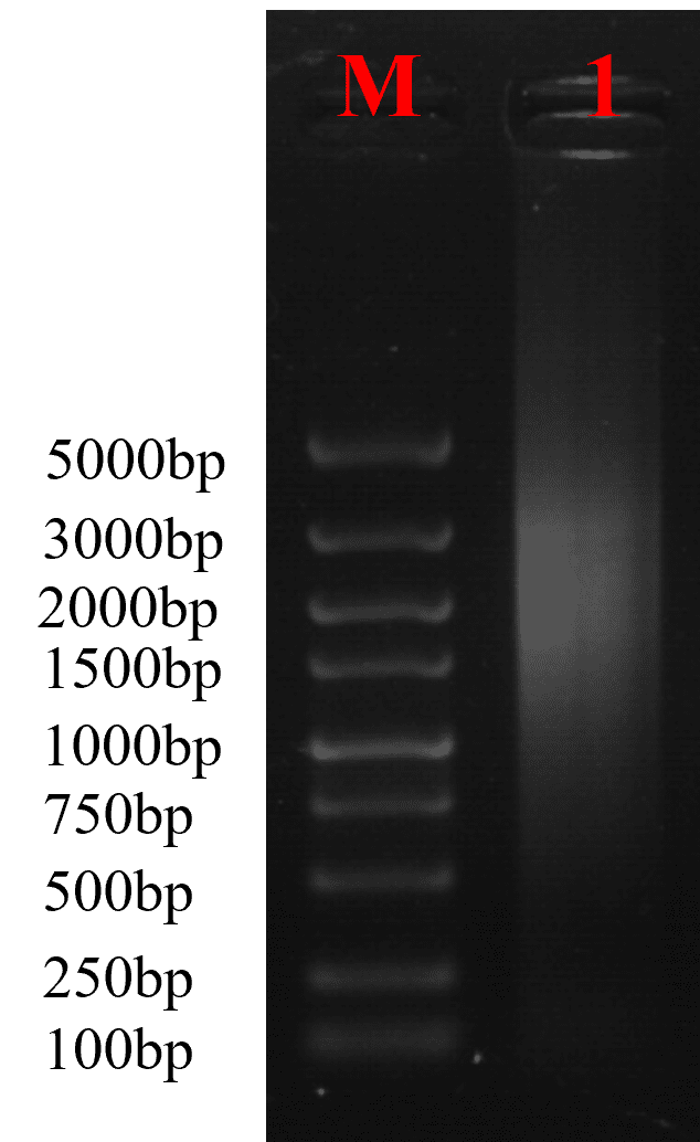 Result of Normalization and Small Fragment Removal.