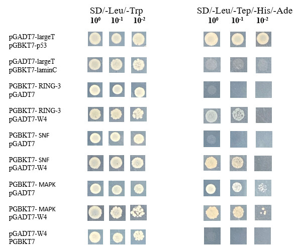 Positive Clone Screening Results.