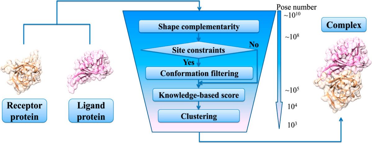 Process of protein docking.