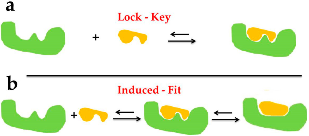 Principles of molecular docking.