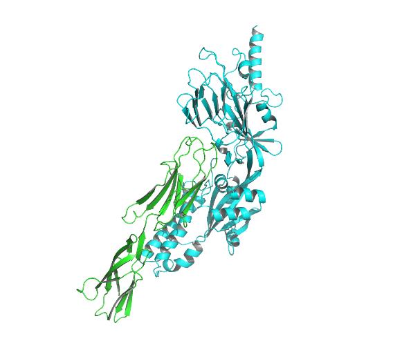 Results of h-DOCK and protein binding analysis.