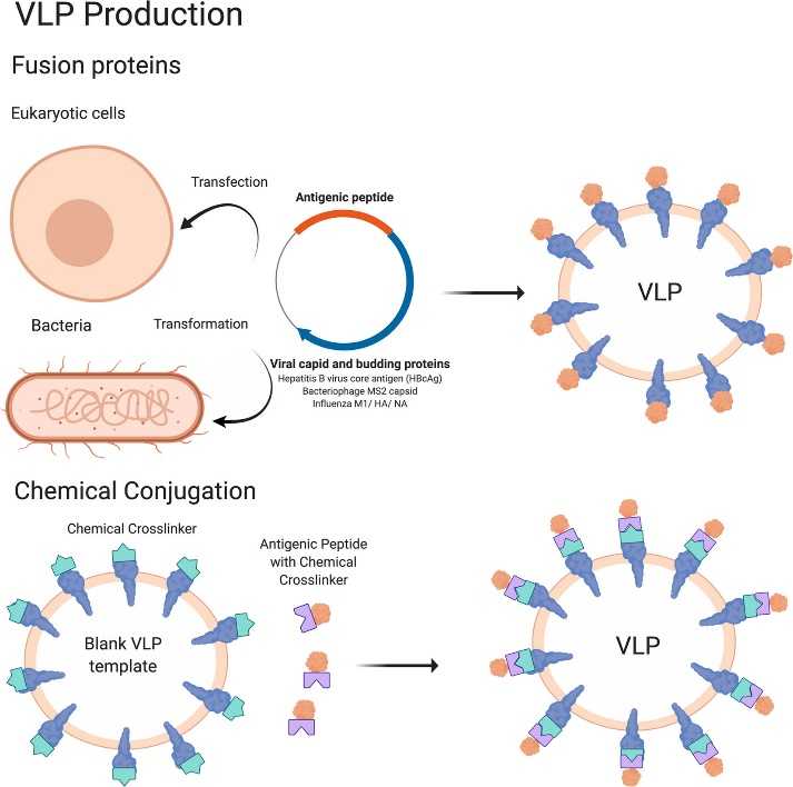 A New Method for Self-Amplifying RNA Vaccines Delivery with Plant VLP