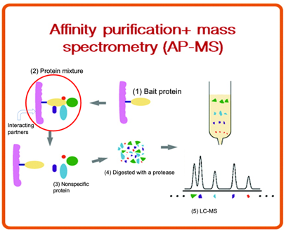 Affinity purification and mass spectometry (AP-MS)