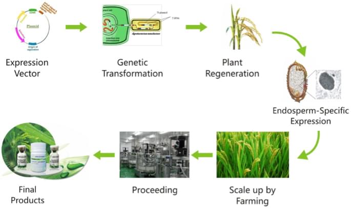 The rice endosperm specific expression system