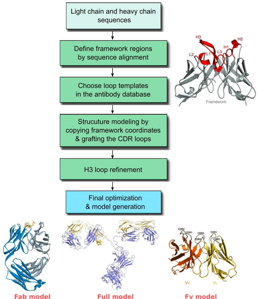 Workflow for predicting  the structure of antibodies