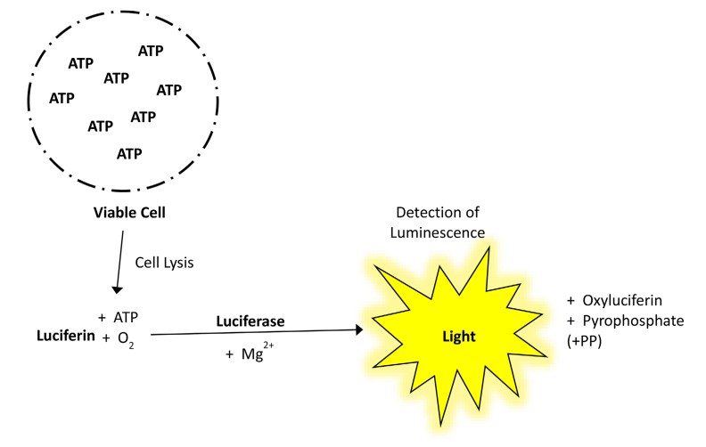 Schematic illustration of the principles of ATP assay