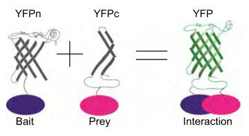 Enzyme Fragment Complementation Assay
