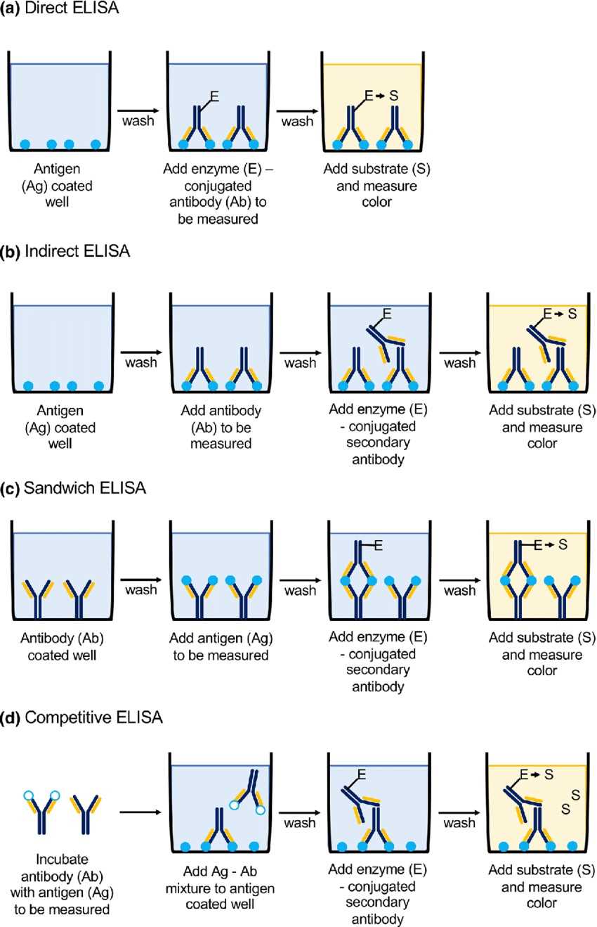 Schematic presentation of basic types of ELISA