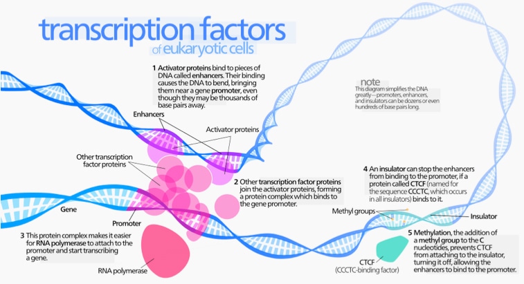 Eukaryotic transcription factors
