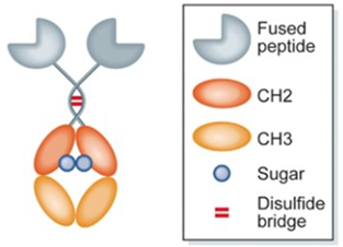 Fc-fusions are homodimers in which an Fc domain of an antibody is covalently  linked to another protein