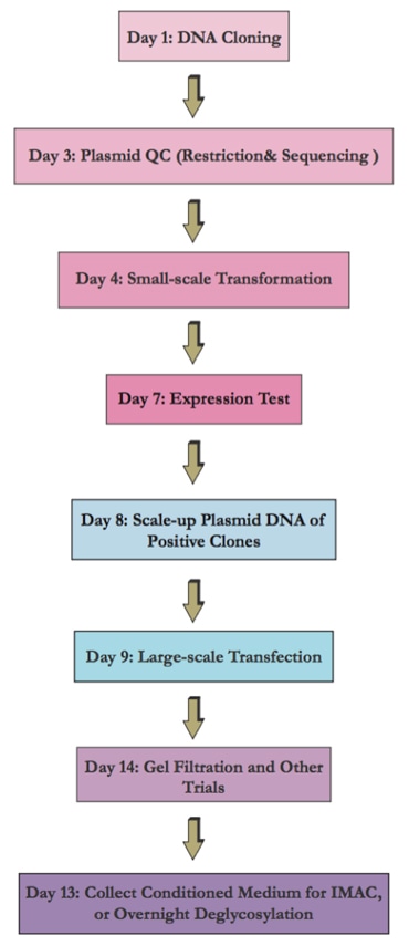 Flow chart of the transient mammalian expression system