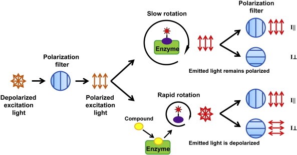 Principle of fluorescence polarization assay