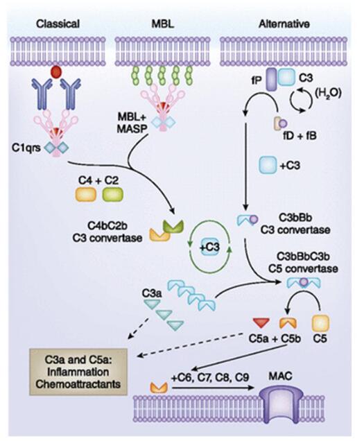 Pathways of complement activation.